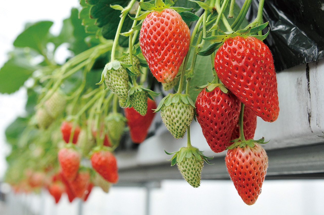 期間限定 いちごパック Nara Temono